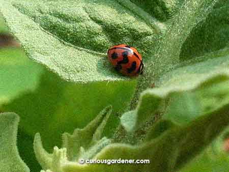 These days, I welcome the presence of aphids, because that means we'll see the ladybugs that come to feed on them - and usually breed on the same plant at the same time.