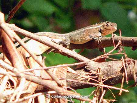 An Oriental garden lizard basks in the sun atop one of the compost piles.