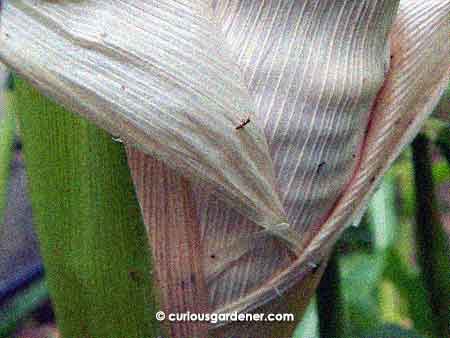 Look at the outlines of those kernels under the leaves!