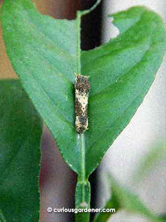 And here's the perpetrator again, resting after gorging itself on several young leaves on the lemon plant.