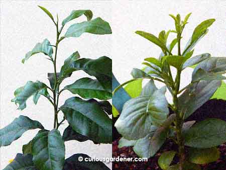 Our two best lemon plants - one split early but both stems are growing straight and tall (and thorny!) while the other is short and compact. If I hadn't grown them from the seeds of the same fruit, I'd think they were unrelated to each other!