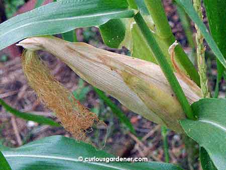 The sign that this corn is ready to be harvested - the outer leaves turn brown, and the silks are still not completely dried out.