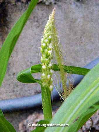 This odd plant grew less than two feet high and grew a cob at the top, with no tassels. I guess it's an anomaly...