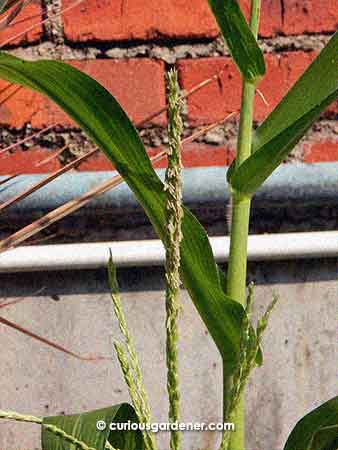 Here you go - one wasted tassel that came out before there was even a hint of a cob anywhere!