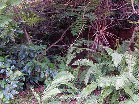 In permaculture, the garden is divided into different zones. The first three are closely monitored for plants, and the last two are left more to nature, because we do need to share the place with beneficial creatures. This is our Zone 4 (semi-managed).