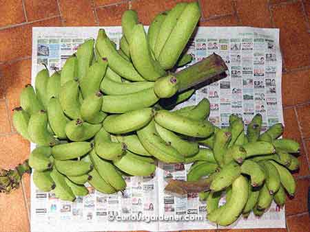 Our beautiful banana harvest - big bunch on the top left from the Weed family and the more modest bunch from our older plant.