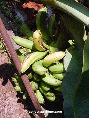 Bananas splitting open on the plant. What?!