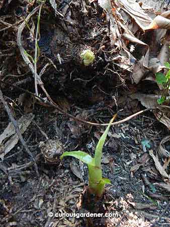 A closer look at the second sucker, and if you look above it, where the base of the previous, uprooted, plant is, you'll see yet another sucker starting to form there, too!