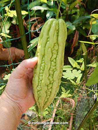 This was the first big bittergourd grown here. It's probably not as big as it could be because it had to struggle through the bad hazy weather that we had last month. However, it's still the biggest so far.