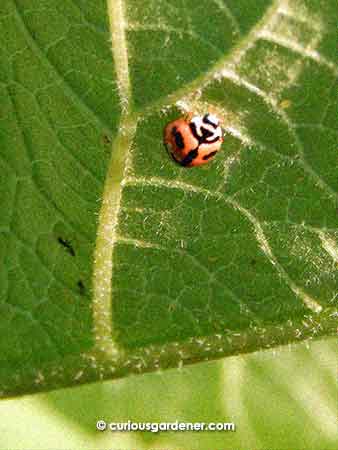 The red ladybug searching for more aphids while the ants that nurse the aphids hang back in concern. I love it! Ha.