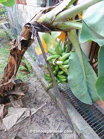 The Leaning Plant of Bananas...When bananas are too heavy, they're just too heavy...