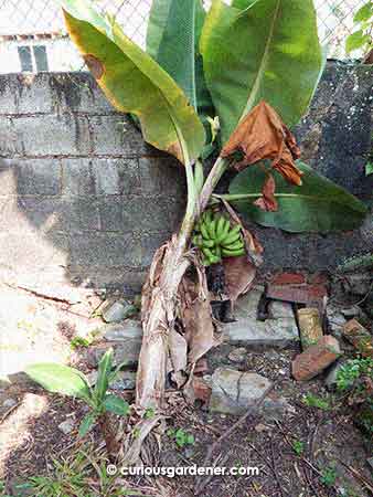 The other banana plant leaning against the wall... man, it's tiring holding up a bunch of bananas...