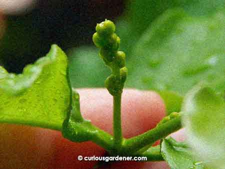 The peanut butter flower buds beginning to form...