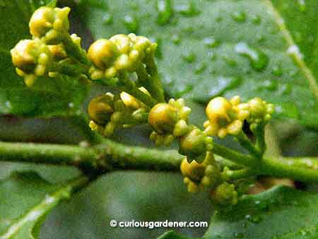 Stage two of the peanut butter plant buds - which reminds me of icing-topped cupcakes, with the icing dripping down the sides...