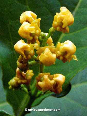 Stage 3 of the peanut butter flower buds - where it reminds me of popcorn...