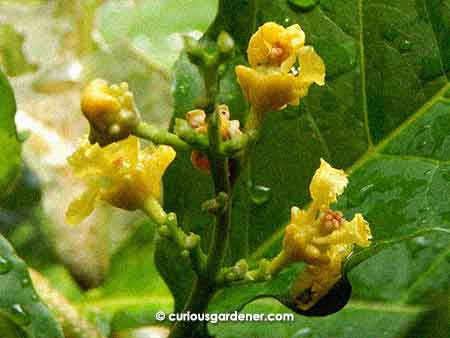 Stage 4 of the peanut butter flower, where it actually blooms.