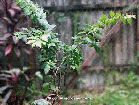 The peanut butter plant now, after a bit of a prune that kept only the stems with flower buds on them.