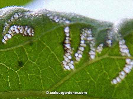 What artistic creature caused these holes in the eggplant leaves?