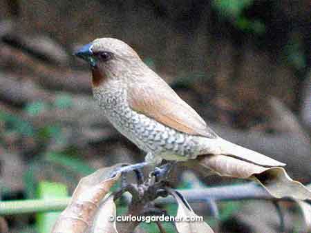 The scaly-breasted munia.