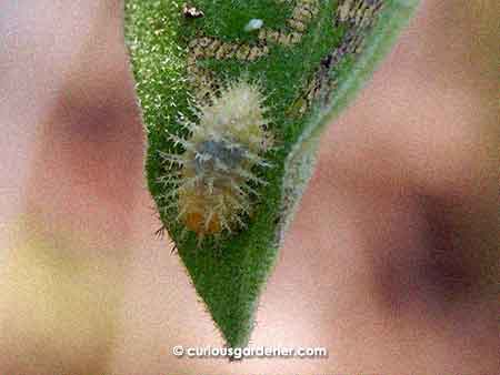 At first glance, I thought this was a hairy caterpillar.