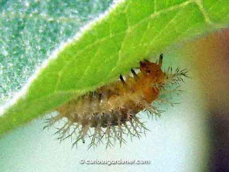 The side profile of the insect made me wonder if it was a beetle larvae...