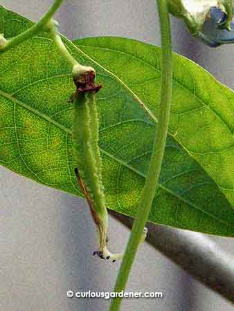 I'm always thrilled to see these frilly-edged beans develop.