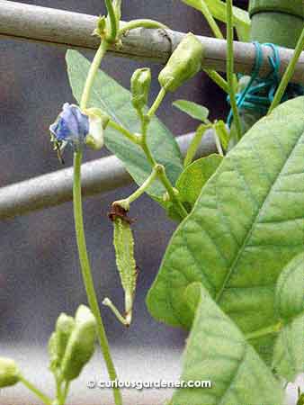 Winged bean flowers ...and the first bean.