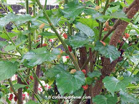 We've got abundant mulberries, too!