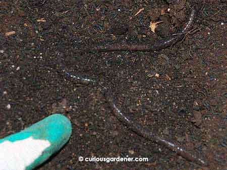 This has to be one of the biggest earthworms I've found in our garden. It was residing in the compost.