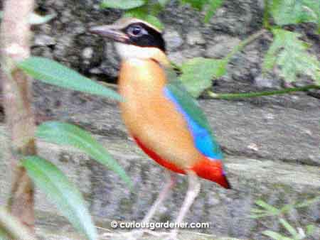 The Blue-winged Pitta is an amazingly colourful bird!