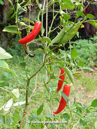 Nice red chillies!