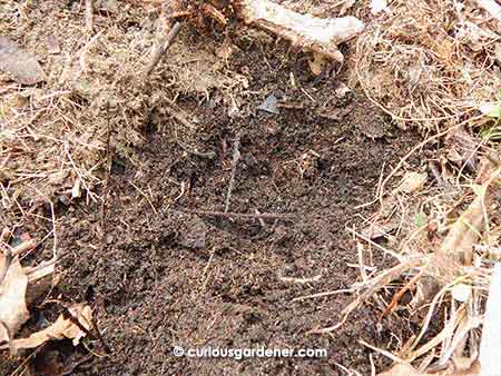 Hidden under the top layer of dried grass and leaves (I think), the compost is dark, soft and grainy. I feel such joy knowing it's from a combination of our free green waste and time!