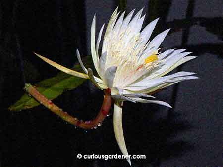 Tonight's flower on its way to blooming fully. It was in the rain, so I couldn't catch it in full bloom without getting the camera wet.