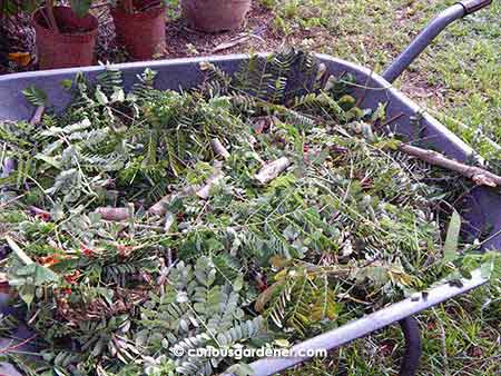 Compostable materials after pruning the Peacock trees - I cut the thicker stems into short lengths so they decompose faster (I hope!)