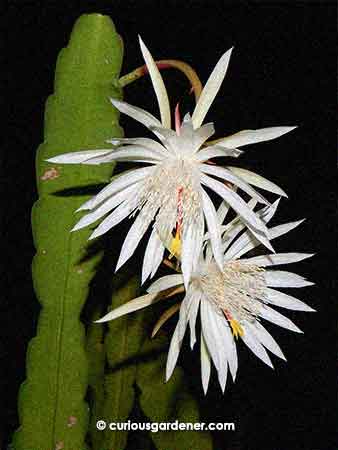 It's always nicer when these flowers bloom together, rather than singly.