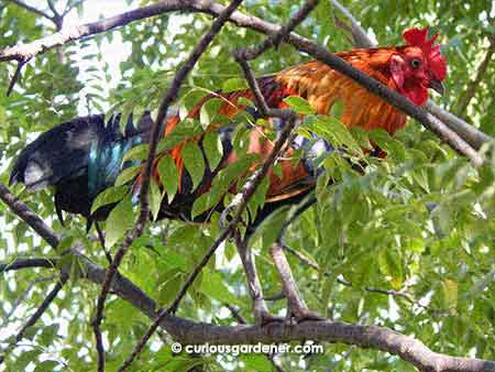 The rooster in the curry leaf tree.
