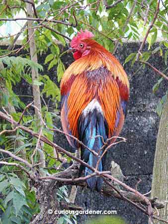 Look at the lovely feathers on this rooster!