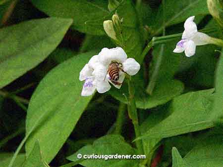 It irks me that the bees and other insects actually like the flowers of what I consider a weed (considered such because it grew and spread without my permission).