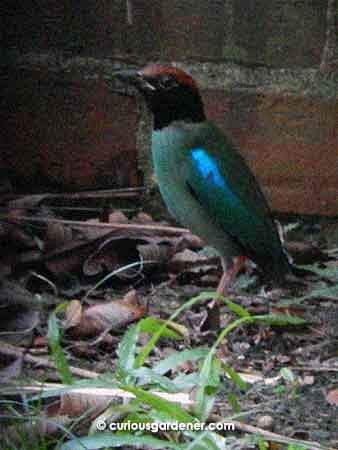 Meet the new Pitta in the garden!