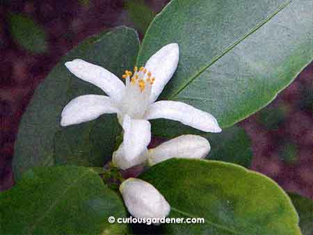 Lime flowers are a pristine white.
