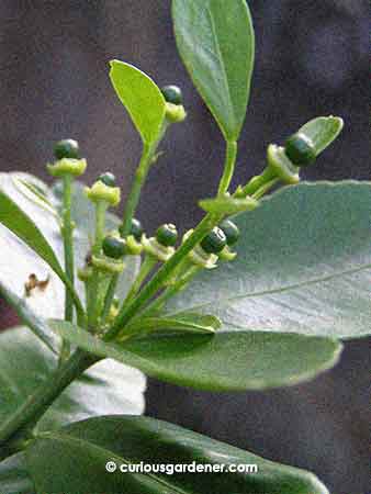 A healthy bunch of limes forming.