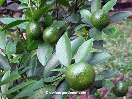 Just some of the limes growing on the tree now.