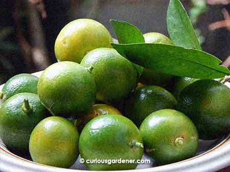 Harvest of fresh limes.