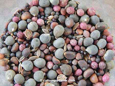 Veggie seeds make my heart go pitter-patter. Unfortunately, these are rather old ones, so after sorting them from the newer ones, I threw them out in the garden. If they grow, great; if they don't, they'll decompose and feed the garden - so that's still good.