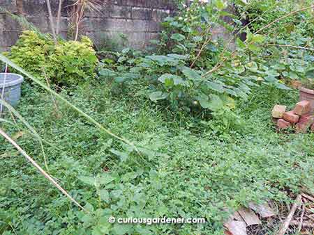 Yes, parts of the garden were severely overgrown.