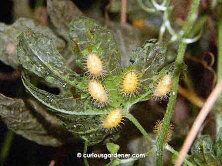 Part of the horde of spiky larvae that we found ALL OVER the big bittergourd vines. I think there were close to 40 of them - give or take.