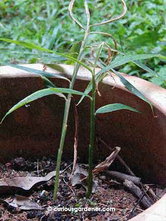 The ginger that I tried growing in a pot is still around, even though I thought I'd pulled out all the plants already.