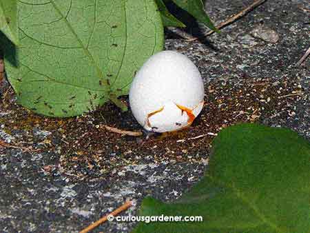 The loss of this bird's life feeds a bunch of insects...