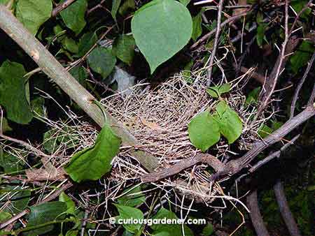 The nest, uh, nestled nicely where branches criss-crossed.