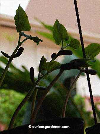 Finally, I'm growing the bush bean seeds I bought last year. They look like vigorous growers.